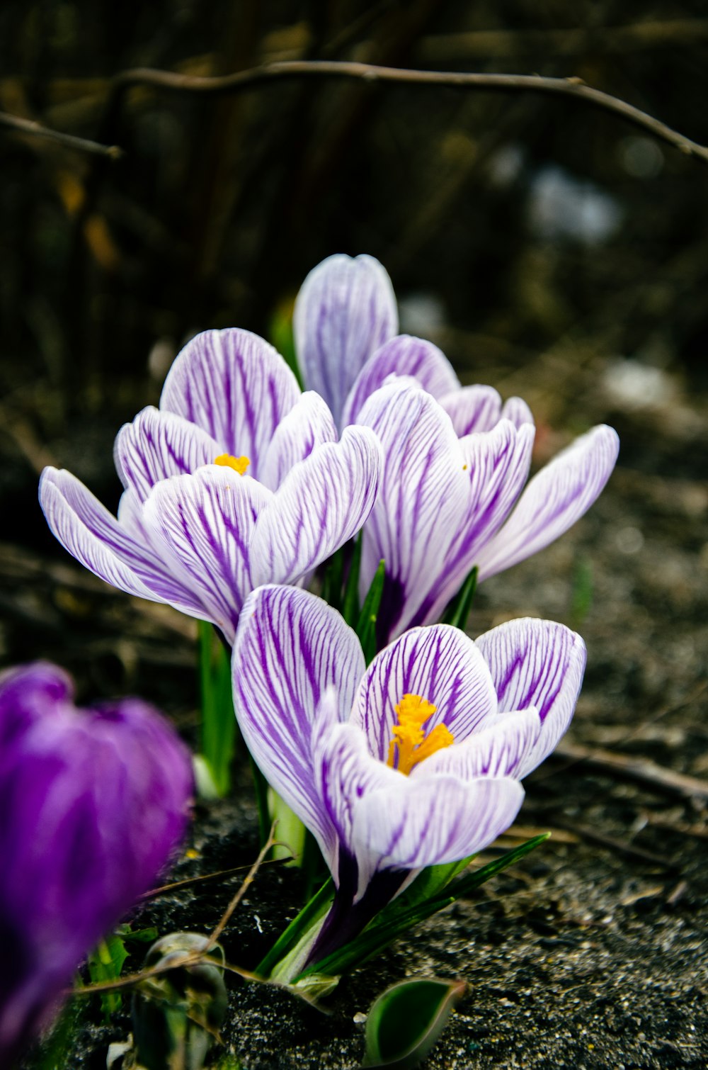 purple crocus flowers in bloom during daytime