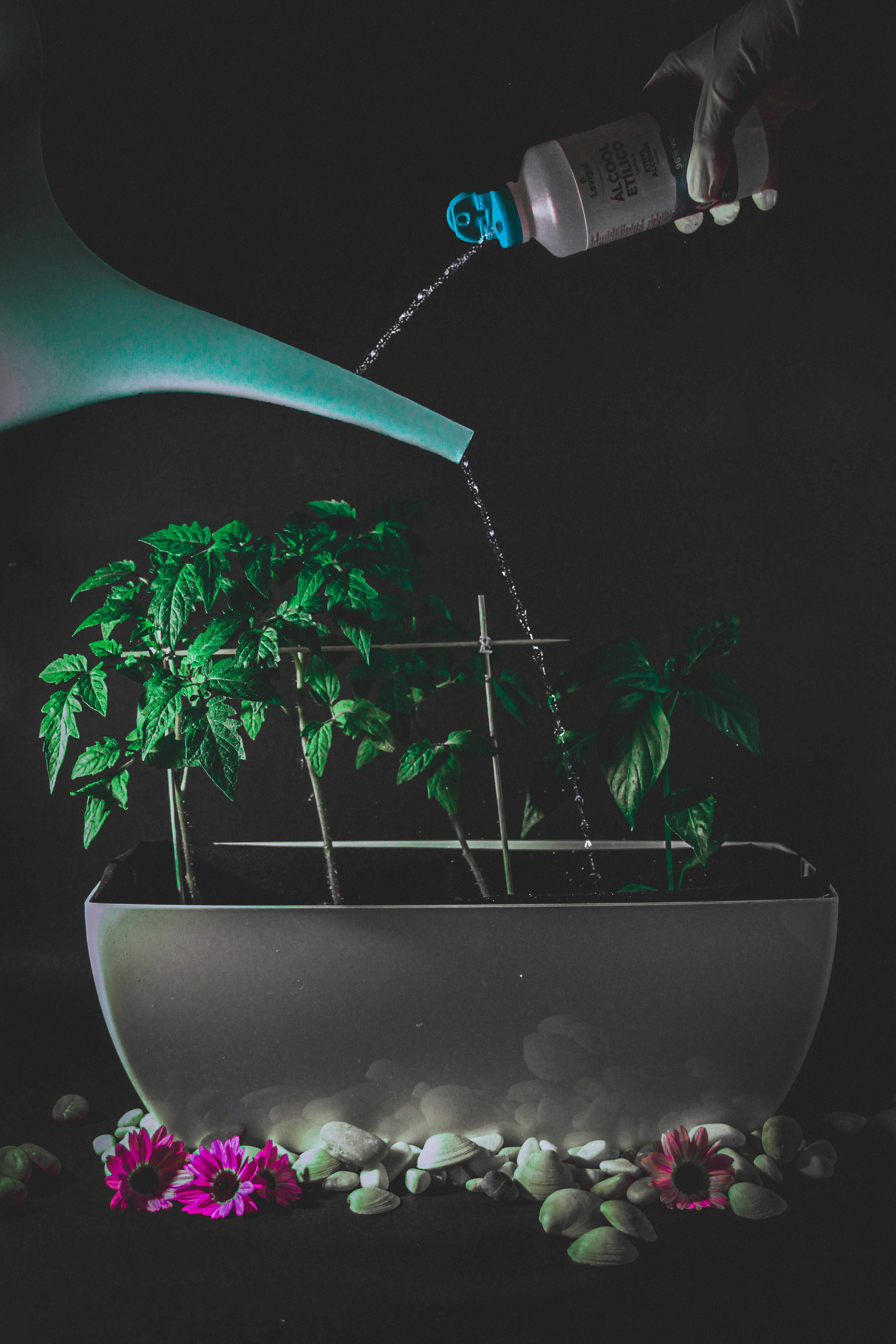 green plant on white ceramic pot