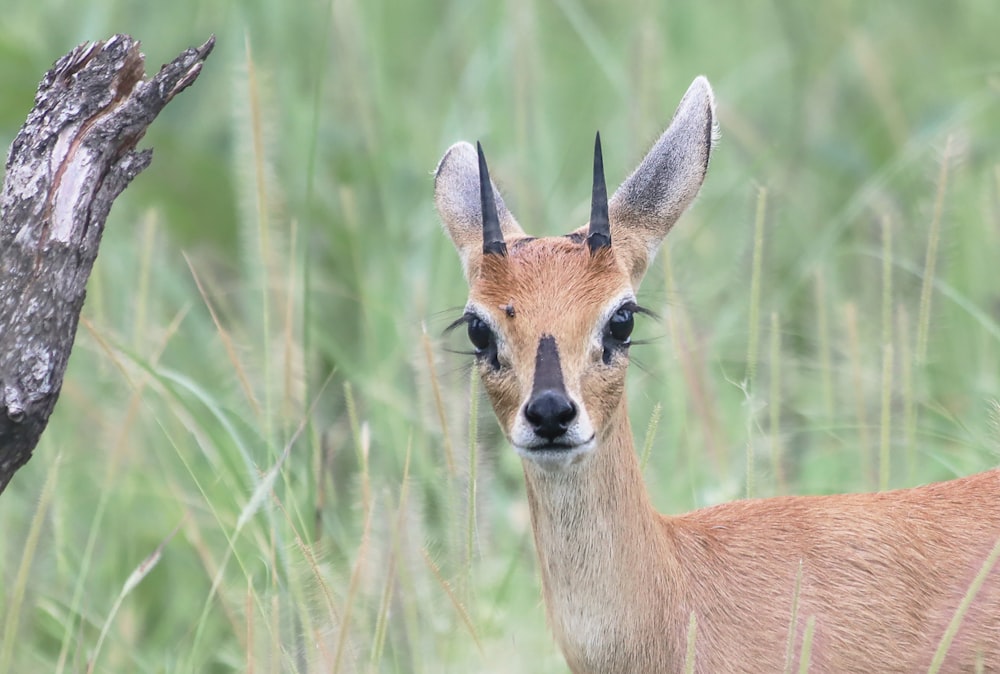 brown deer on green grass field during daytime