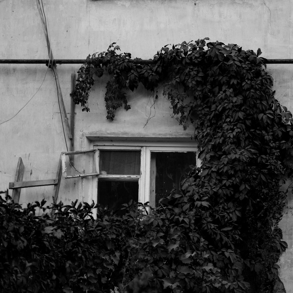 grayscale photo of tree near window