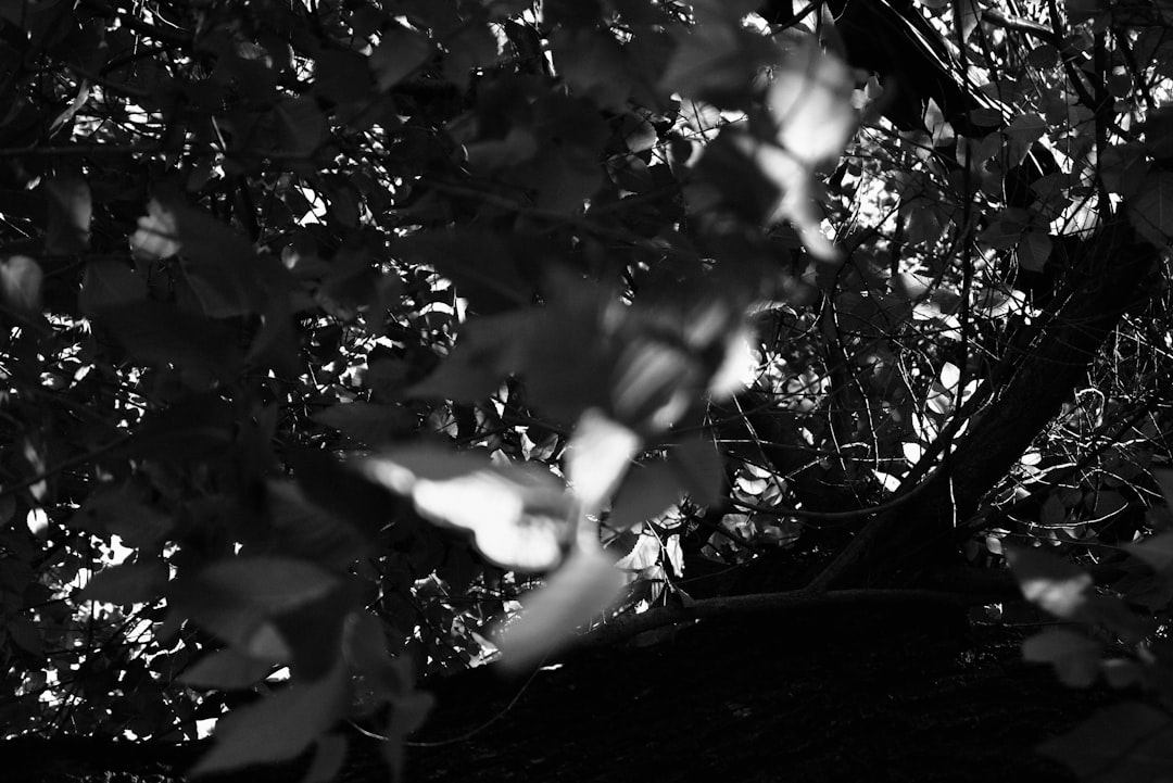 grayscale photo of leaves on tree