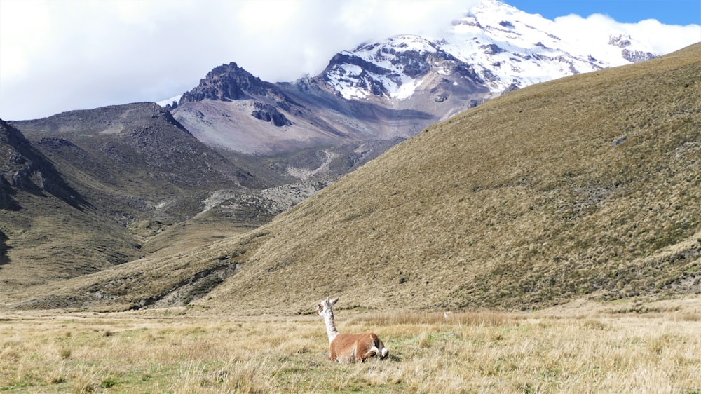 Vache brune et blanche sur un champ d’herbe verte près d’une montagne enneigée pendant la journée