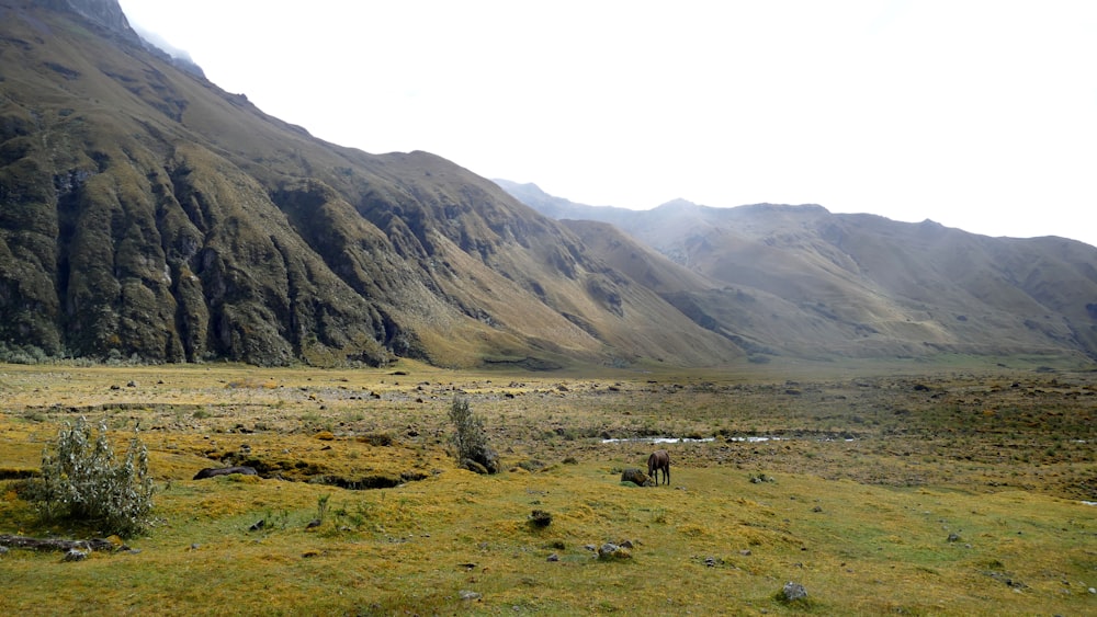 green grass field near brown mountain during daytime