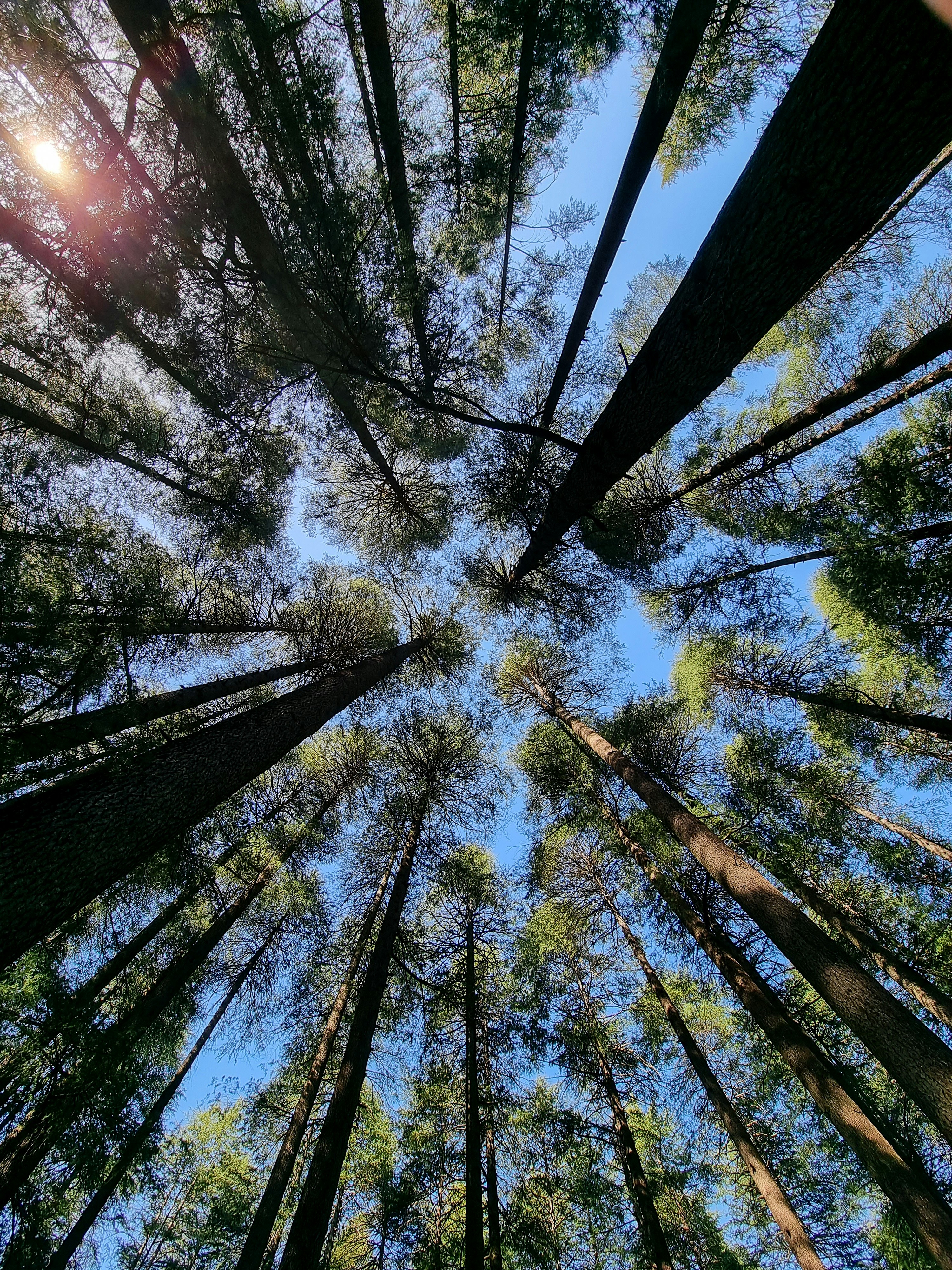 Mesmerizing Manali 4 best free manali, himachal pradesh, india and