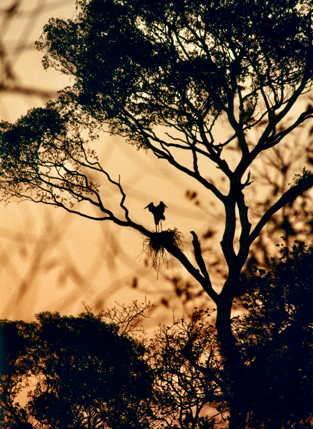 silhouette of tree during daytime