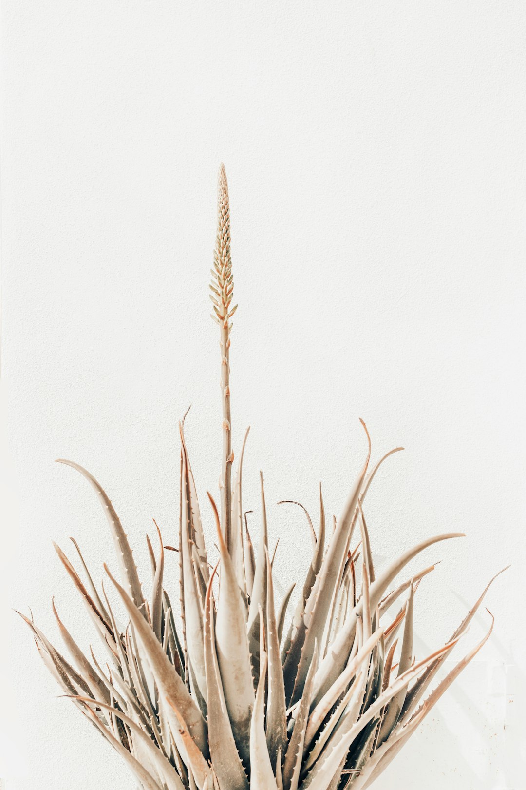 brown wheat plant on white background