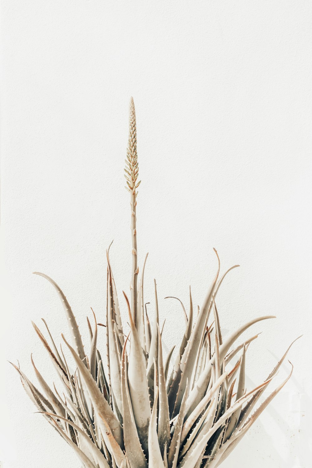 Planta de trigo marrón sobre fondo blanco