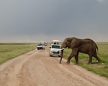 A safari jeep driving through a herd of elephants in the vast Tanzanian plains.