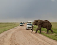 Elephant crossing a dirt path in Yala National Park during a wildlife safari.