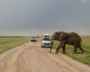 Wildlife spotting safari scene with elephants crossing a dusty road in Tanzania