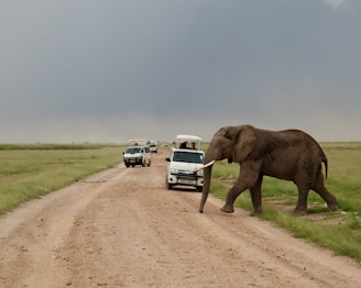 Wildlife spotting safari scene with elephants crossing a dusty road in Tanzania