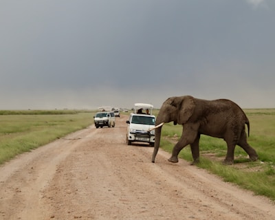 A safari jeep driving through a herd of elephants in the vast Tanzanian plains.