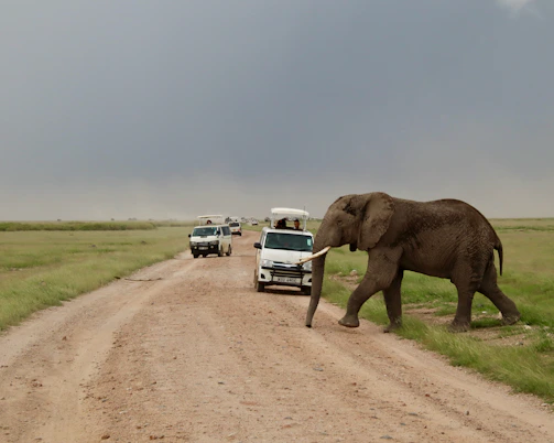 A jeep safari winding through the tall grasses of Jim Corbett National Park with a herd of elephants in the distance.