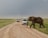 An elephant walks across a dirt road in front of several safari vehicles, with a vast grassland stretching into the horizon. The sky is overcast, suggesting an impending storm.