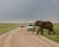 An elephant walks across a dirt road in front of several safari vehicles, with a vast grassland stretching into the horizon. The sky is overcast, suggesting an impending storm.