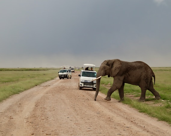An elephant walks across a dirt road in front of several safari vehicles, with a vast grassland stretching into the horizon. The sky is overcast, suggesting an impending storm.
