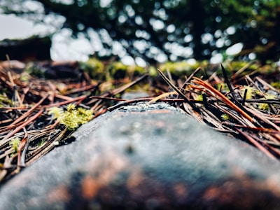 A close-up of contextual niche edits seamlessly integrated within relevant content.