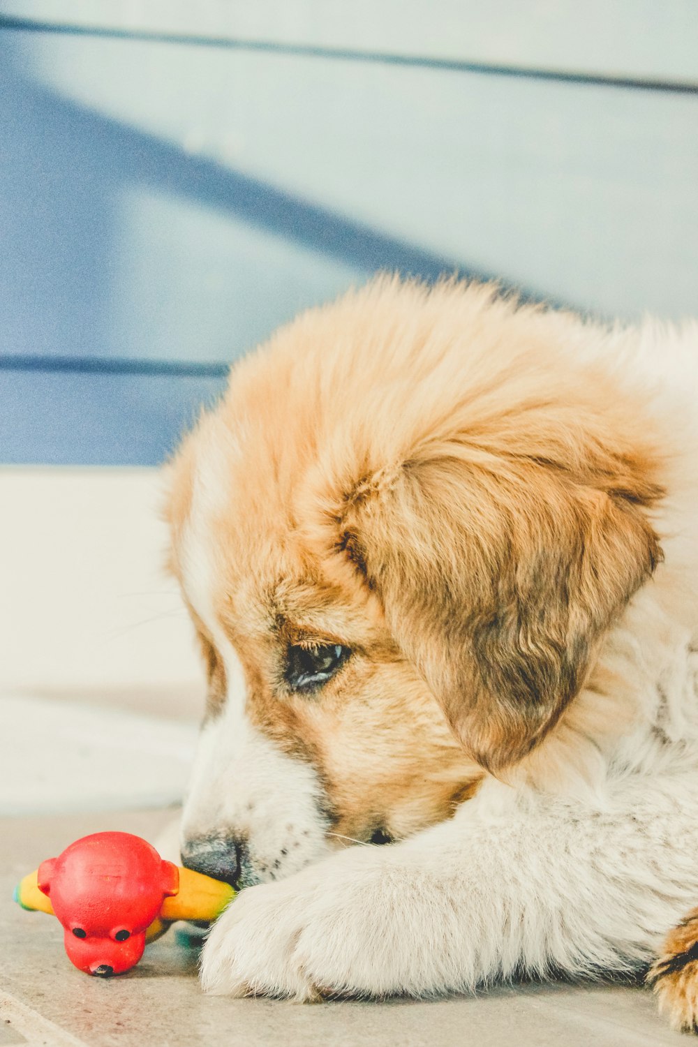 白い布地に横たわる白と茶色の長いコートの犬