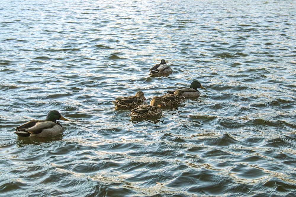 flock of duck on water during daytime