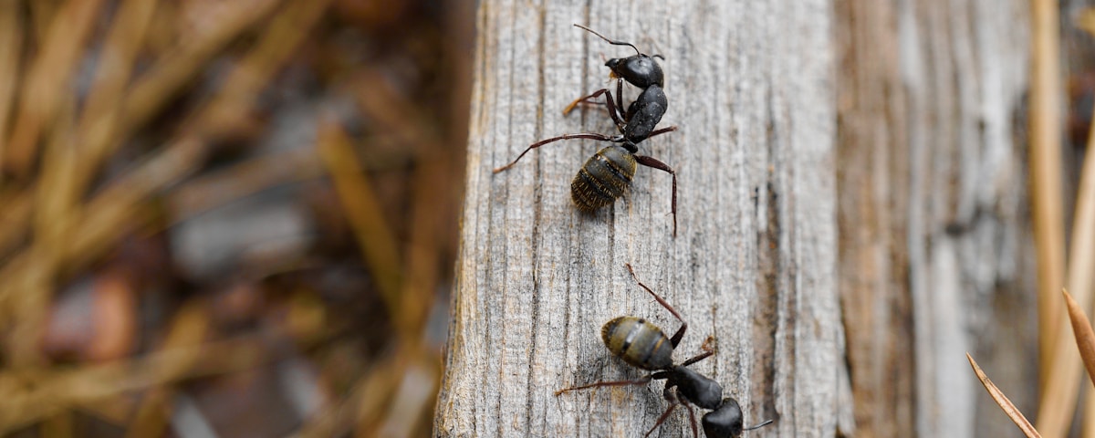 black ant on white wooden surface