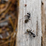 black ant on white wooden surface