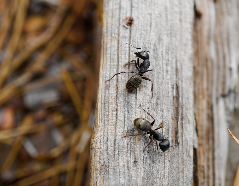 black ant on white wooden surface