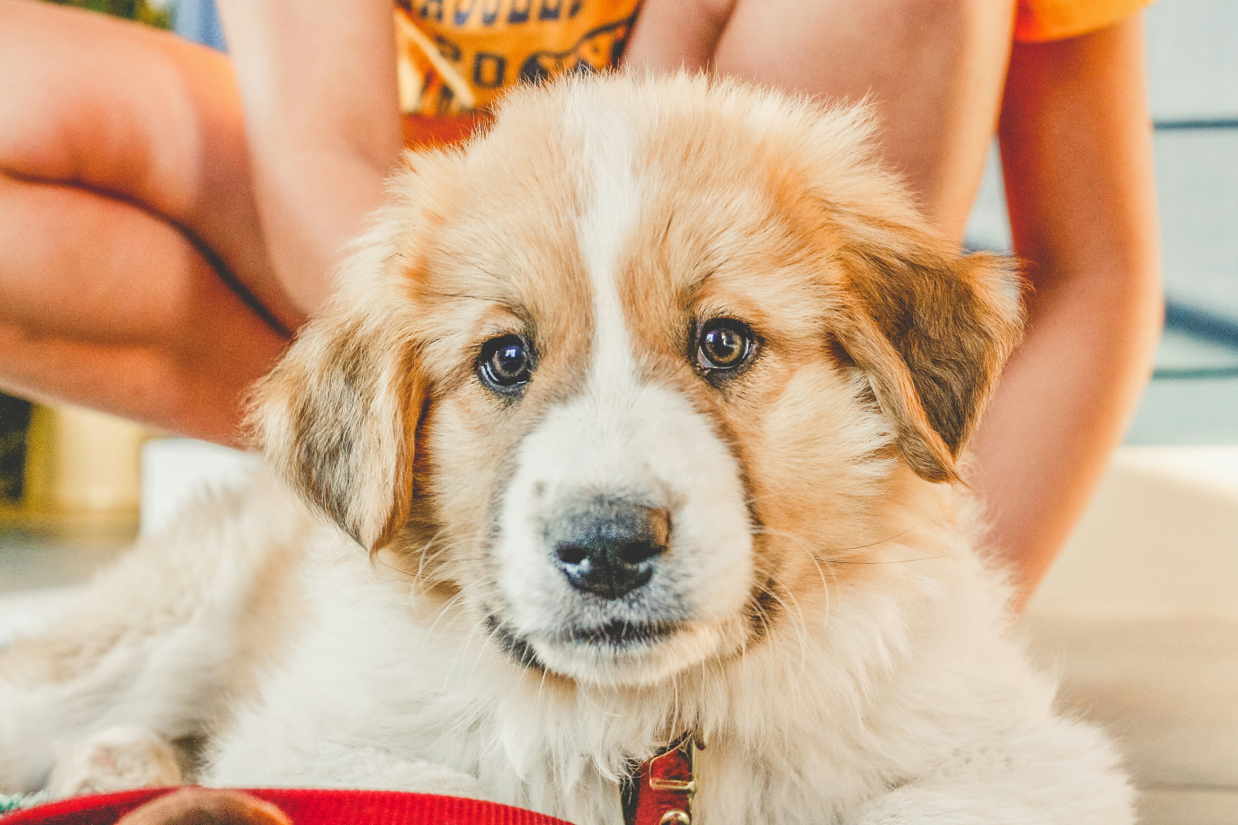 person holding white and brown long coated dog