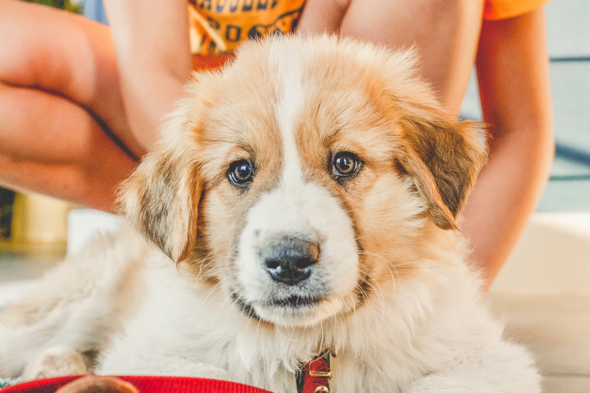 Stop Churned Veterinary Customers From Walking Away in 2026