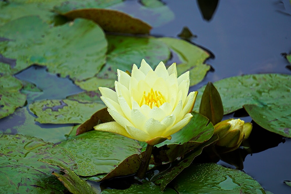 white lotus flower on water