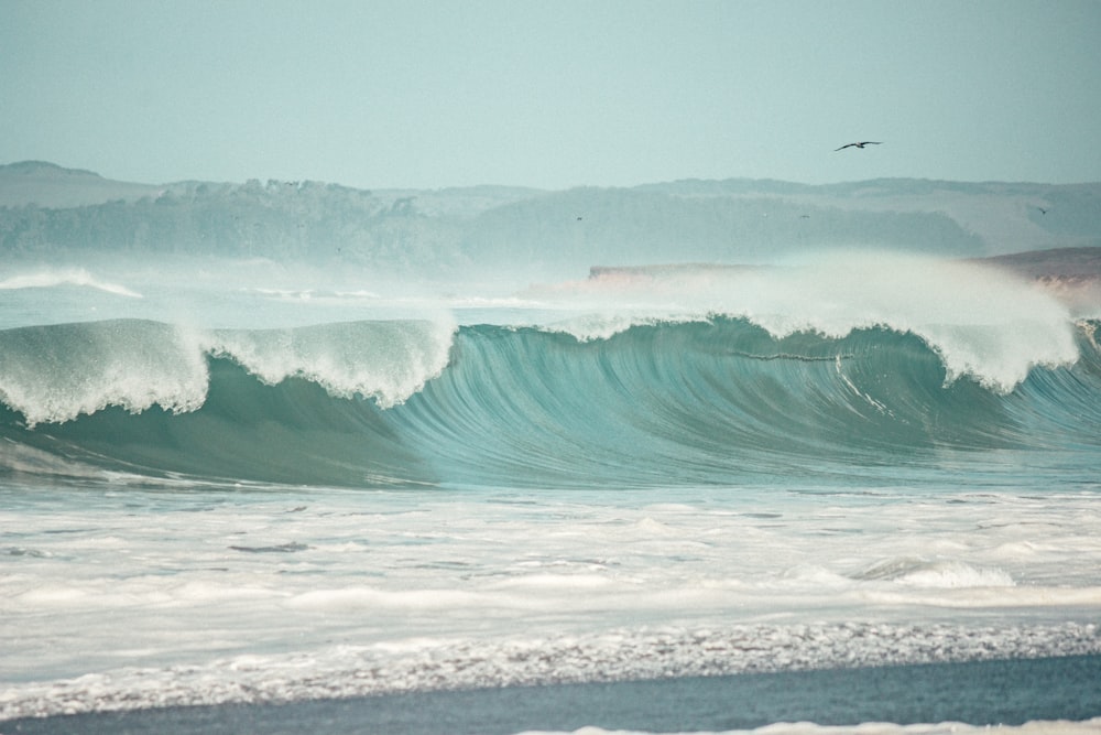 bird flying over the sea waves