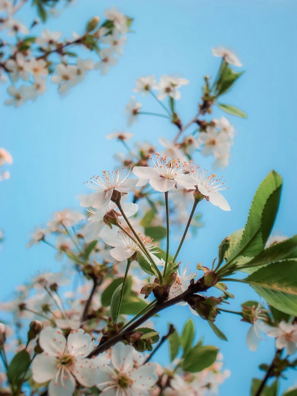 white flower in tilt shift lens