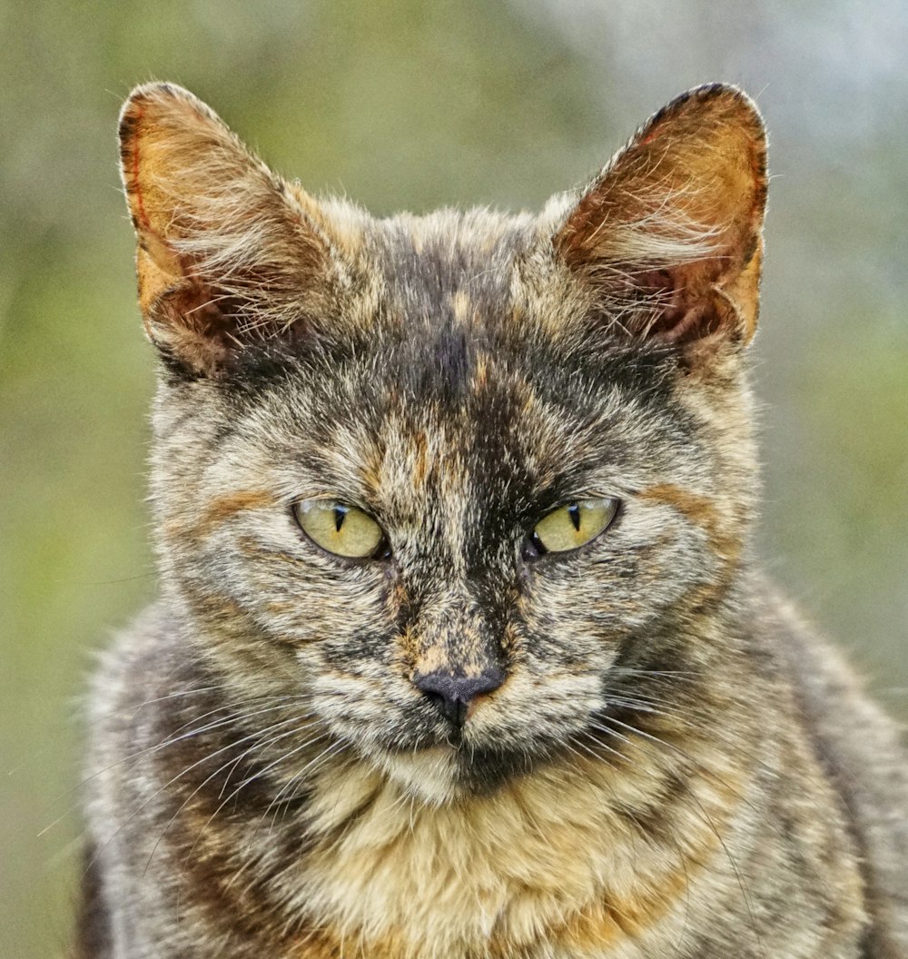 brown and black cat in close up photography