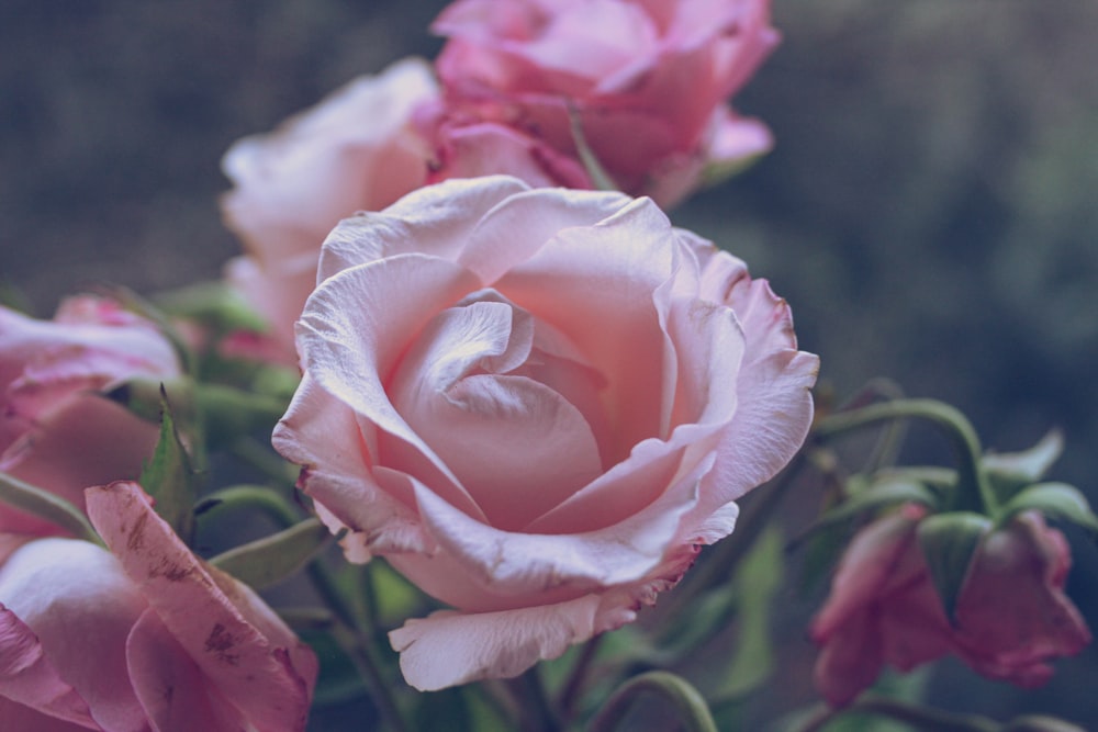 white and pink rose in bloom during daytime