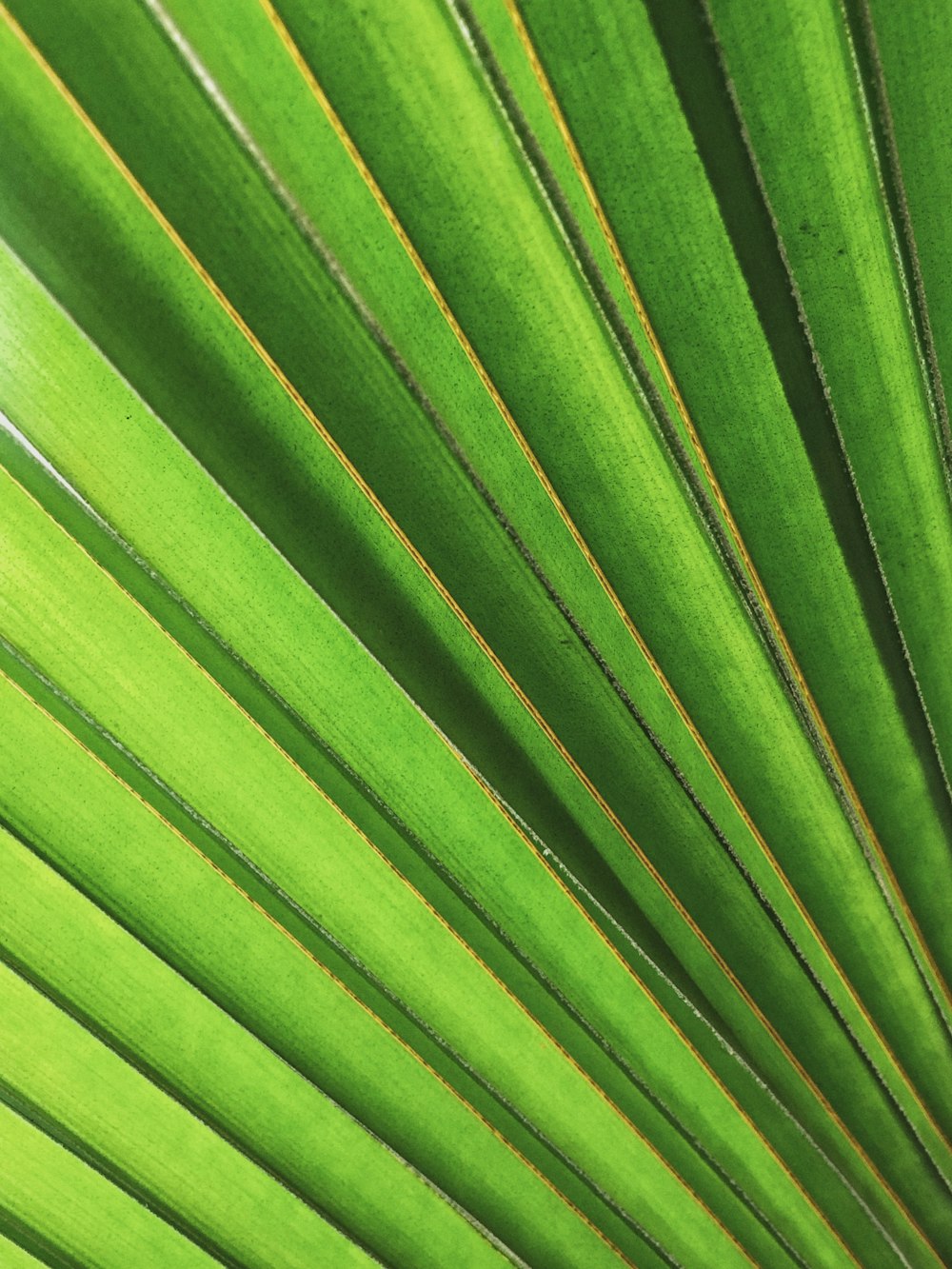 green leaf in close up photography