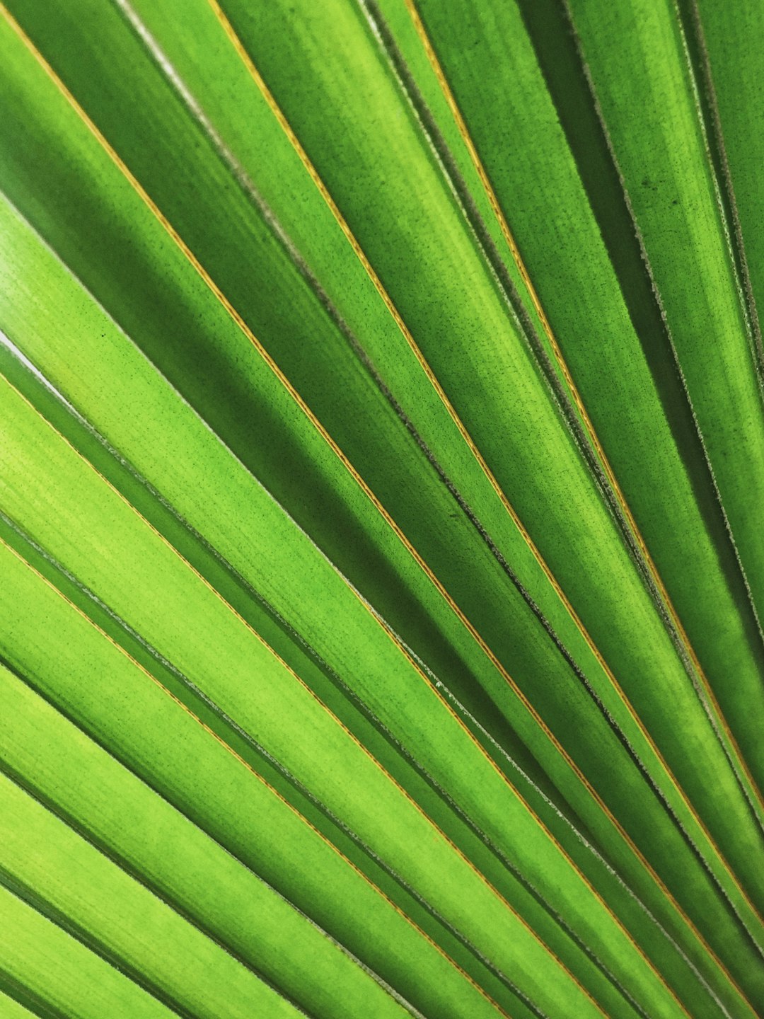 green leaf in close up photography