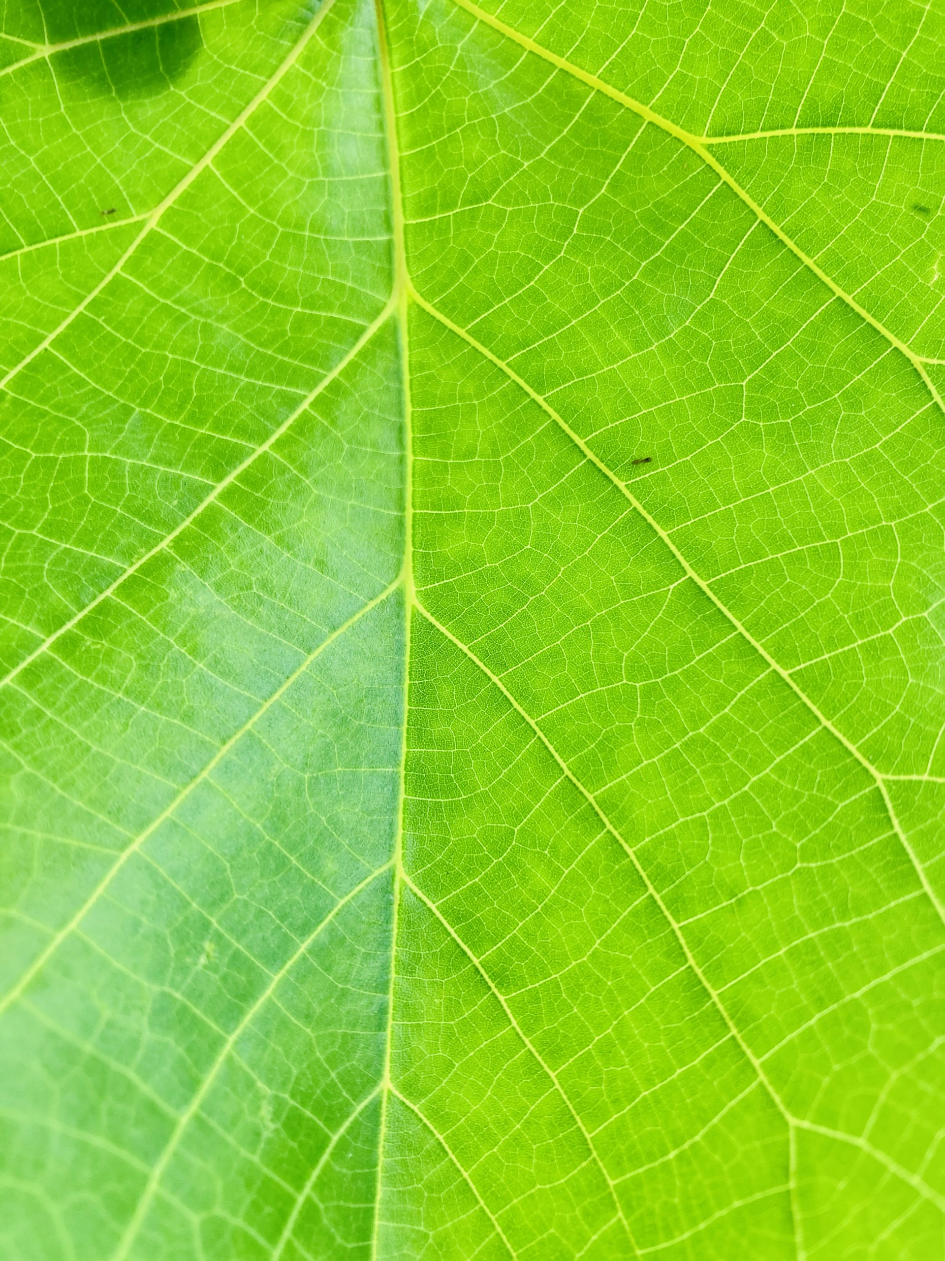 green leaf in close up photography