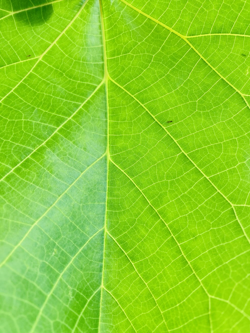 green leaf in close up photography