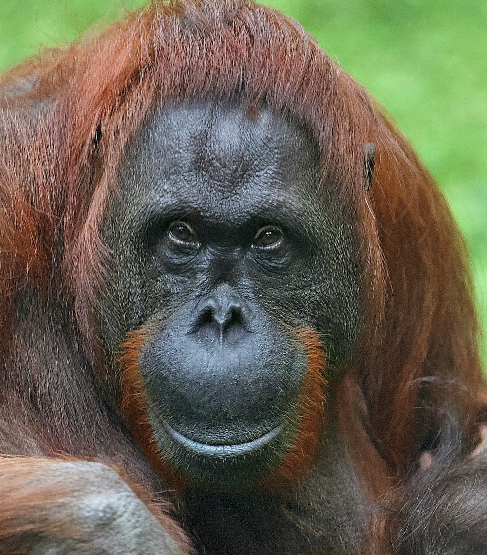 brown and black monkey on green grass during daytime