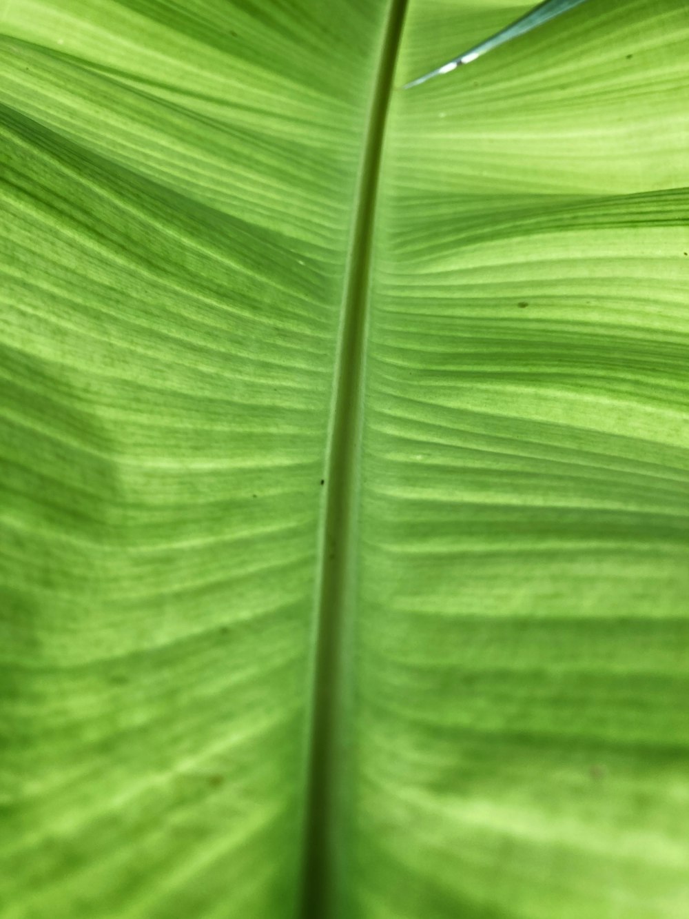 green leaf in close up photography