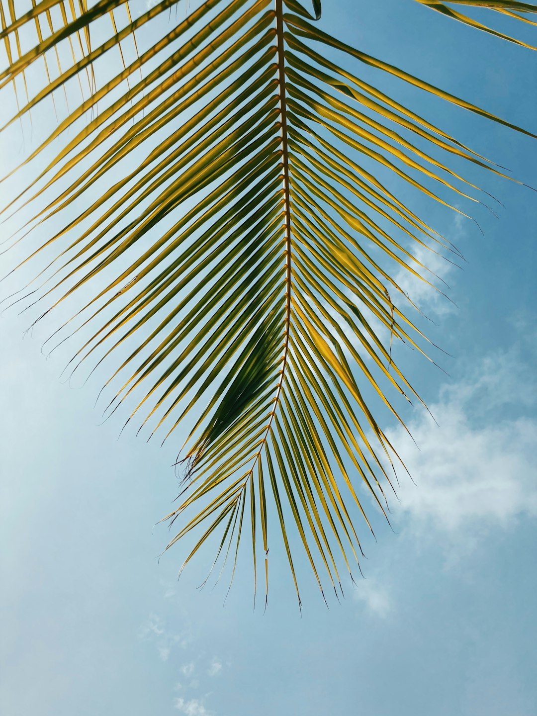 green palm tree under white clouds