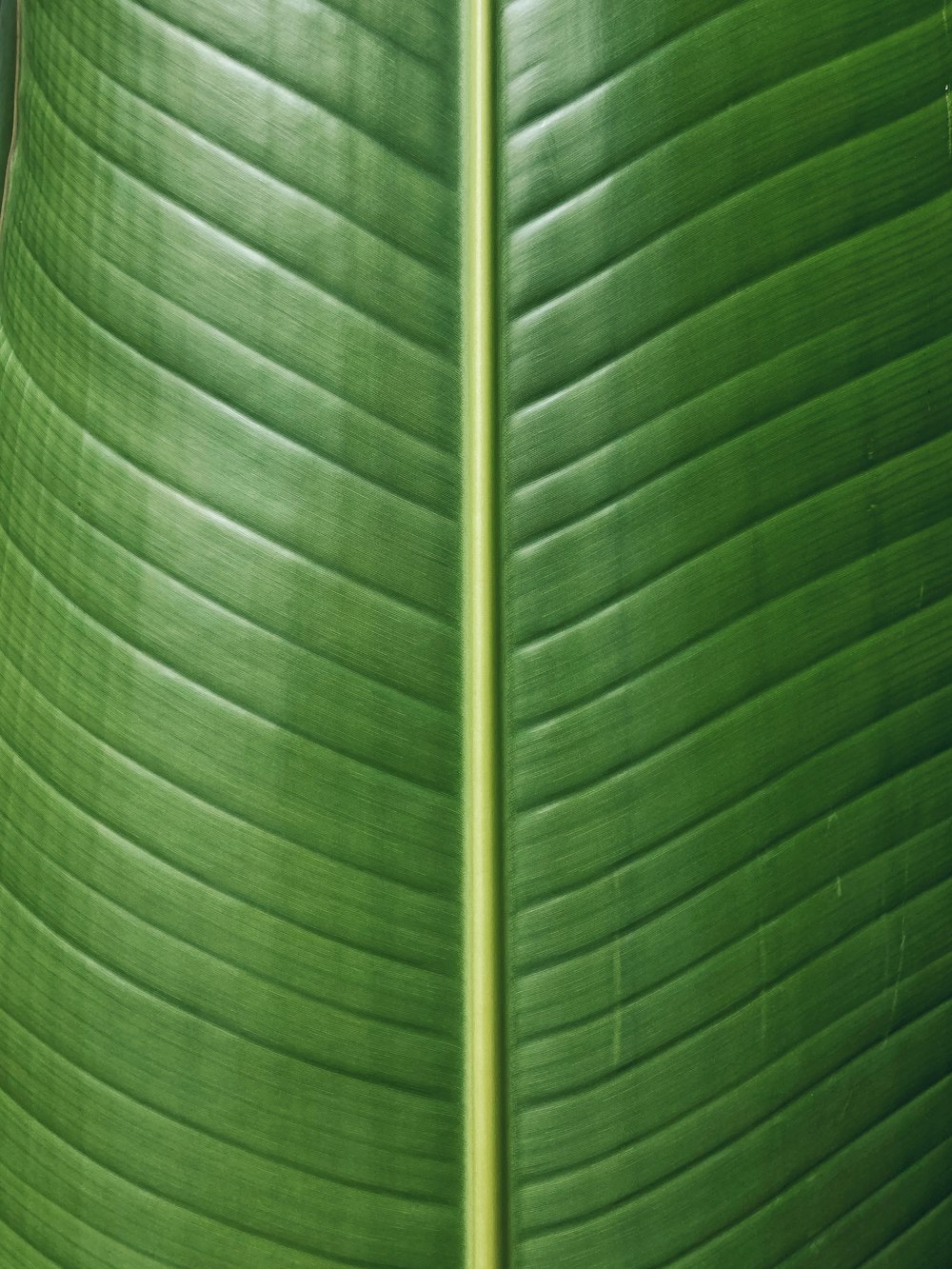 green leaf in close up photography