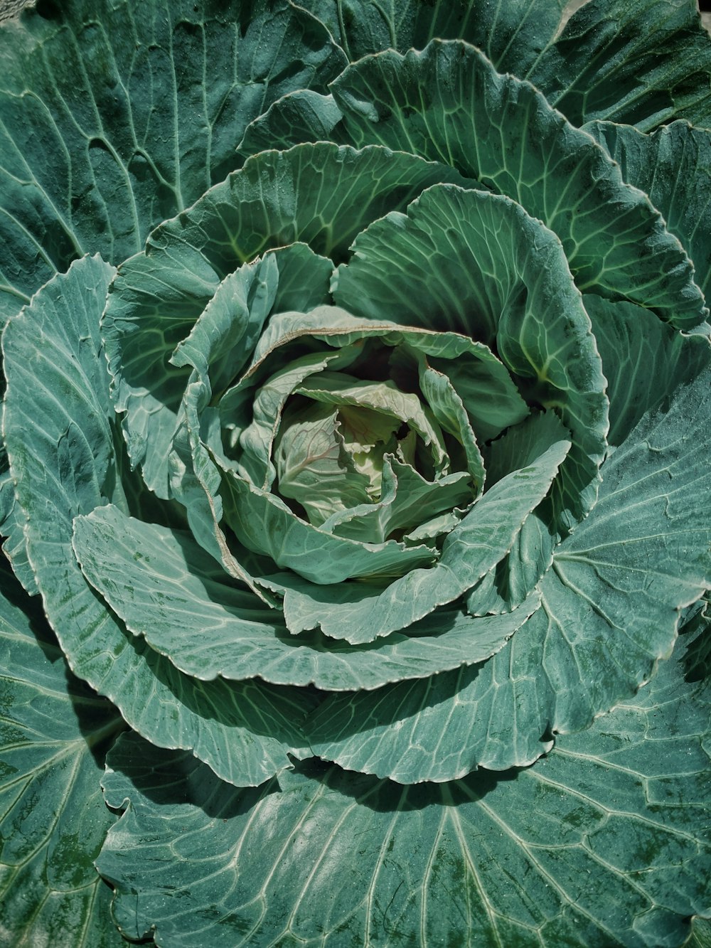 green and white leaf plant