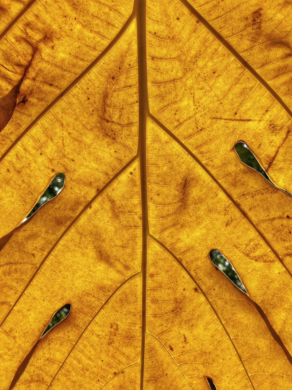 water droplets on orange leaf