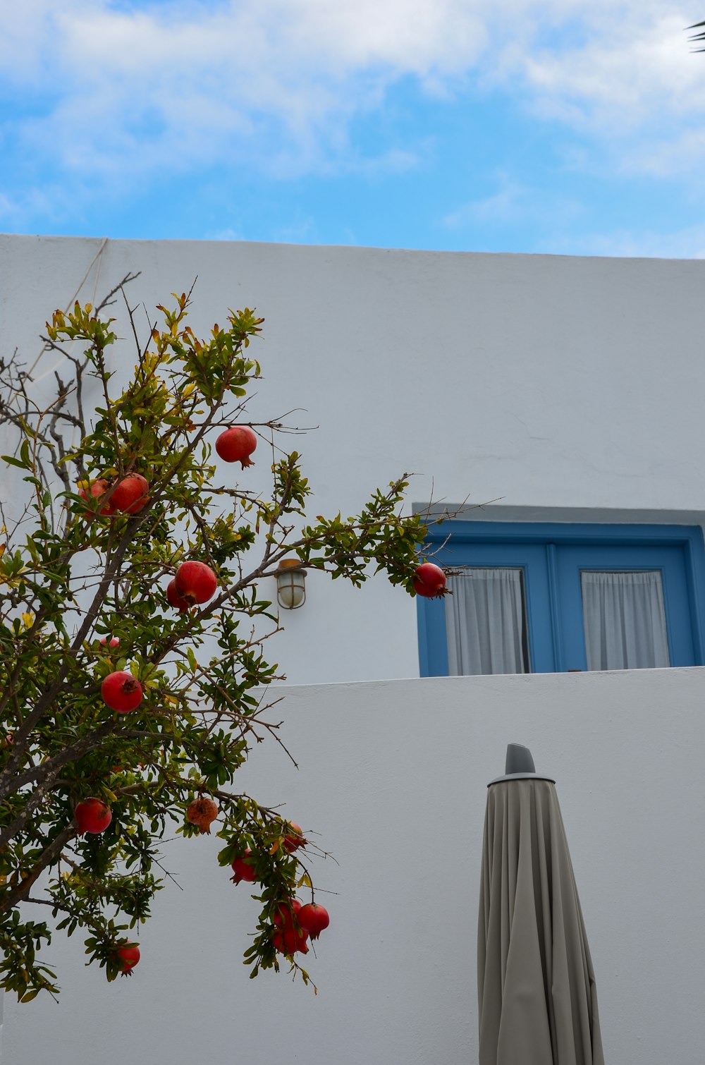 red round fruit on green tree