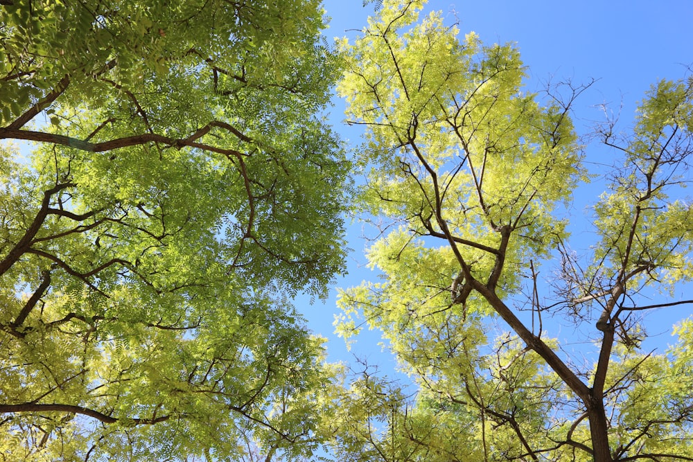 green tree under blue sky during daytime