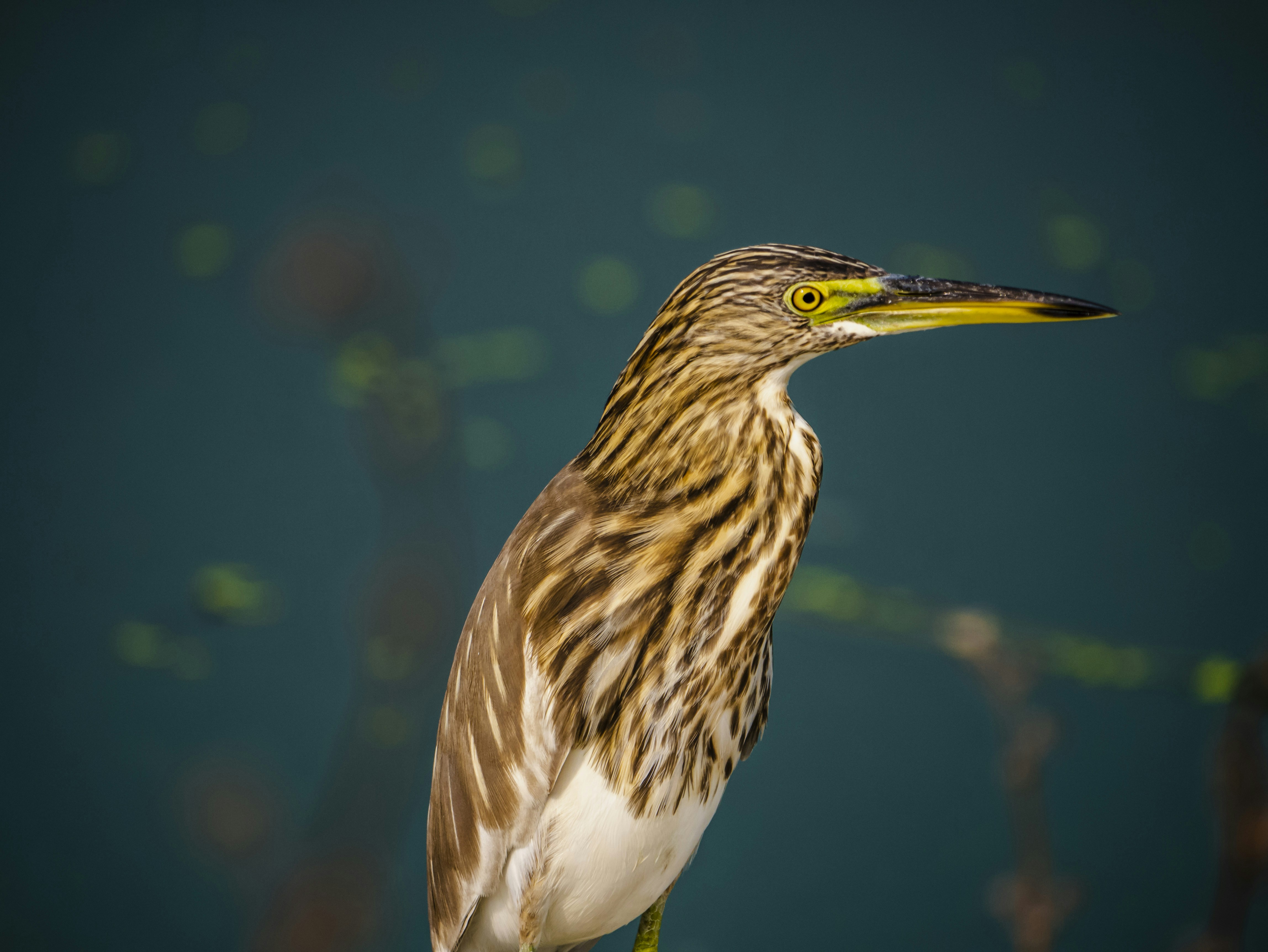 Photo by chandra_sekhar24