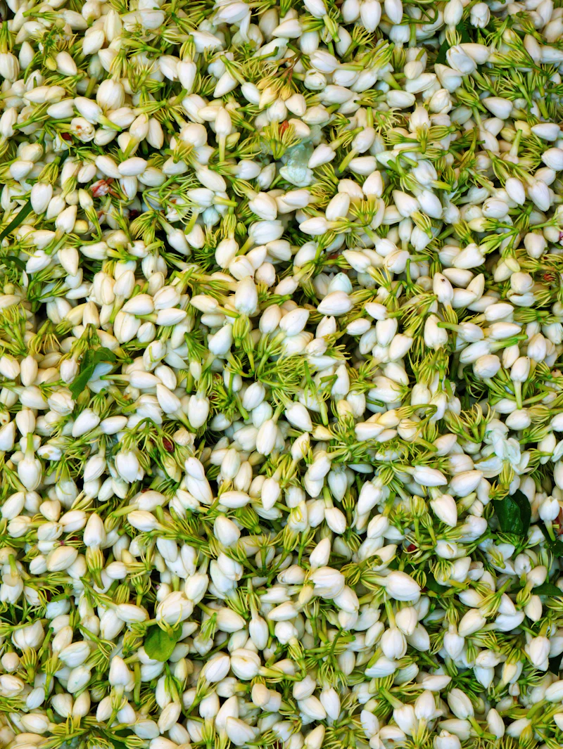Campo de jazmín blanco en flor