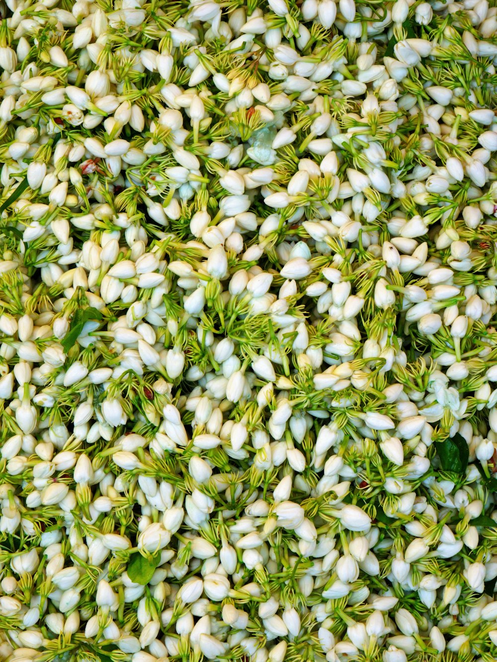 white and green flower petals