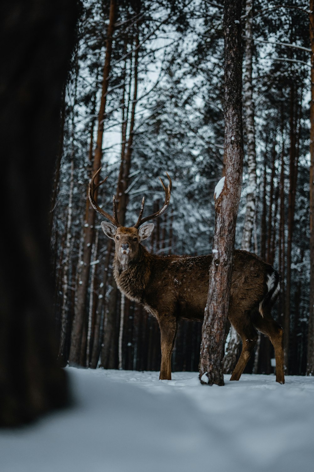 brown deer on snow covered ground