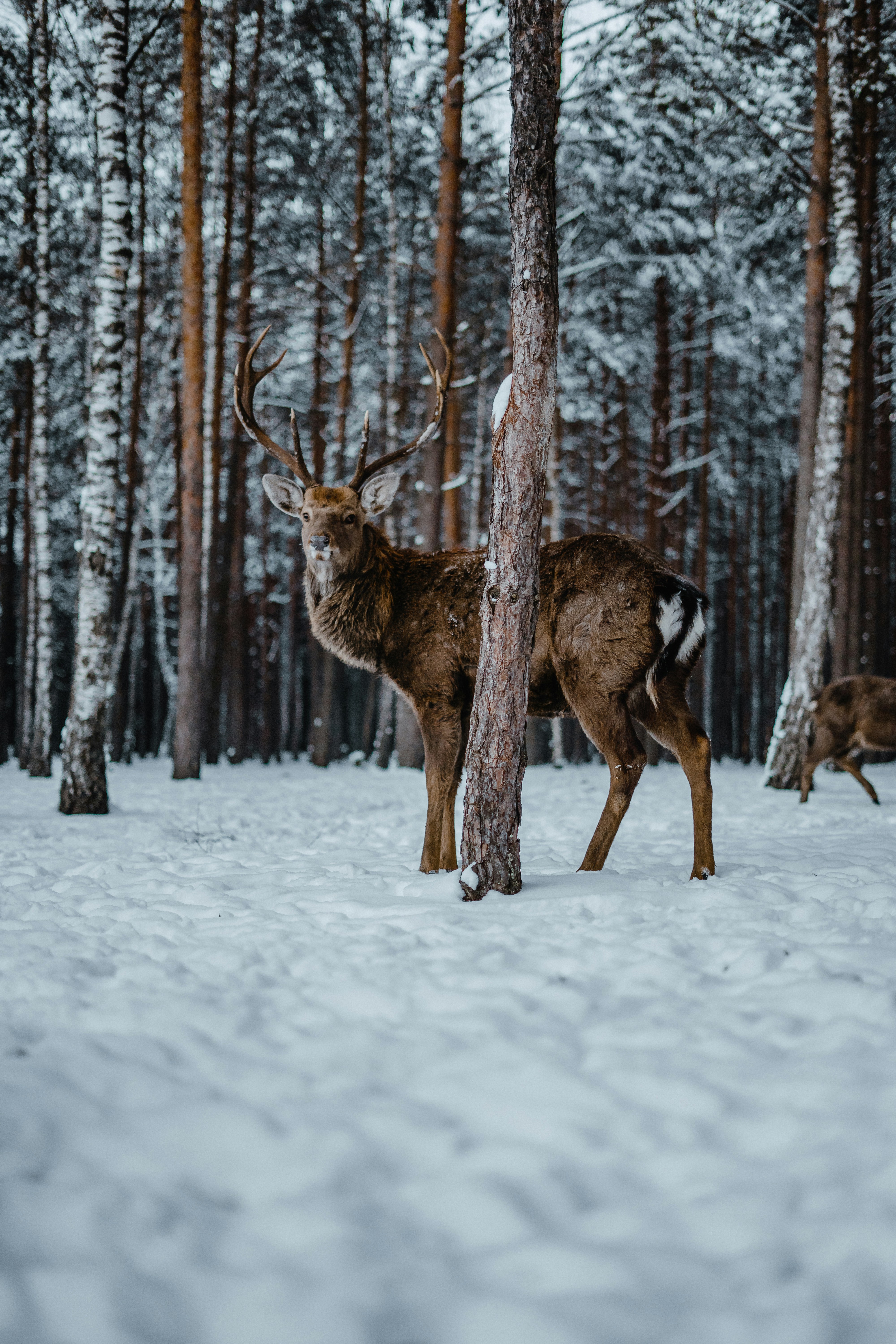brown deer on snow covered ground during daytime
